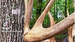 Making Dreams Reality! Check out this 200” Kentucky Whitetail harvested right here on our farm. If you’re looking to harvest the deer of a lifetime, consider coming to hunt with us! Call and book your hunt today! kentuckytrophydeer #ktd #whitetail #kentucky #hunting #deerhunting #bowhunting | Kentucky Trophy Deer