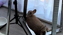 She refuses all plushy soft beds for this 🤷🏼‍♀️🤣 #bunniesoftiktok #bunny #funny #bunnies #cute #rabbit #rabbitsoftiktok #bunnytok #pets #petsoftiktok #bunnyroutine #homepets #indoorbunny #bunnylove #fyp #pet #animallover #funnyvideos #bunmom #viral #videoviral