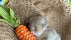 Adorable baby bunnies! 🥕🤍🐰 #bunnies #bunny #bunnyrabbit #petbunny #petbunnies #idaho #idahome #idahofalls #southeastidaho #petstagram #petsofinstagram #hollandlops #hollandloprabbit #hollandlopbunnies #hollandlopsofig #lopbunnies #reelsinstagram #reelsinsta #reelitfeelit #reels #reelstrending #instagramreels #utah #bunnyreels | Holland Lop Hill Rabbitry