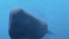 EcoSaber - Você sabia que as baleias cachalote (Physeter...