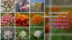 Asclepias Plant Growing & Care Guide for Gardeners