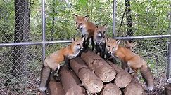 Our skulk of red fox play king... - Shalom Wildlife Sanctuary