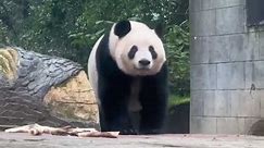 熊猫届最赚钱的五只大熊猫