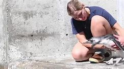 Baby penguin takes swimming lessons at zoo in Washington