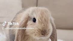 The Cutest Baby Bunnies: Adorable Mango and Cuteness Overload