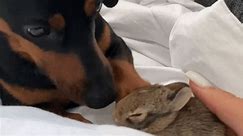 Dachshund That Cared for Orphaned Rabbit Heartbroken When New Pal Is Sent to Rescue Center
