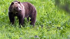 Grizzly bears to be reintroduced into North Cascades after disappearing in the 1990s