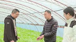 济南市长清区：农业技术送上门 蔬菜春管有保障
