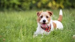 Happy cute funny playful small breed jack russell terrier pet dog puppy wagging his tail in the grass and smiling