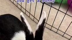 Starting a little series to basic bunny care. Hope you enjoy. I’ll be happy to answer any questions! 🥰🐰 #bunnytok #bunniesoftiktok #bunny #bunnycare #bunnycaretips #properbunnycare #bunnymom #freeroambunny #petbunny #bunniesdontbelongincages #🐰 #rabbittok #rabbitsoftiktok #rabbit #rabbitcare #rabbitcaretips #properrabbitcare #rabbitmom #freeroamrabbit #petrabbit #rabbitsdontbelongincages #🐇