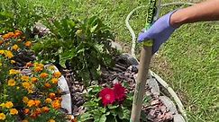 # why my gerbera daisy stop blooming#flowers make me happy | Lani Gabucayan Gardose Cornelio