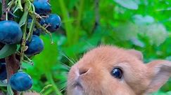 Cute baby bunny eating blueberries www.pawsomevalu.com #fyp #cuteanimals