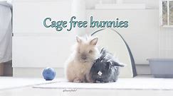 Cage free bunnies