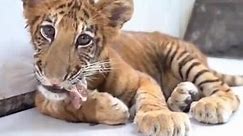 极其特殊的#动物#狮虎兽 你了解吗？世界上唯一的狮虎兽#宝宝 就在中国