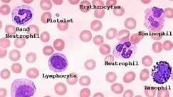 White Blood Cells Identification | Neutrophil | Lymphocyte | Monocyte | Eosinophil | Basophil |