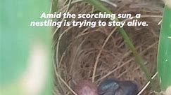 #nestling #babybird #fbreels2024 #fbvideoreels | Lorina Aledo Marasigan