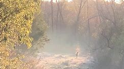 Look at da steam coming of this deer!!! Rut Action!! | Ronnie Adams from Swamp People