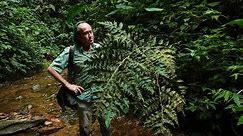 FIELD TRIP WITH PATRICK BLANC IN ECUADOR - MASHPI CLOUD FOREST