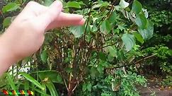 How To Prune Vanilla Strawberry Hydrangea? - Grower Today