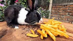 Rabbit Eating French Fries || Bunney Eating French Fries / Rabbit Eating French Fries ASMR