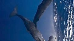 Cachalotes: Gigantes del Océano... - Juan Jorge Aviles Ortega