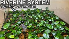 Anubias and Buce Emersed Propagation - RIVERINE SYSTEM - One Month!!