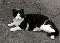Résultat d’images pour chat noir et blanc