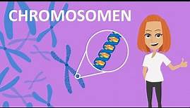 Chromosomen - Funktion & Aufbau | Studyflix