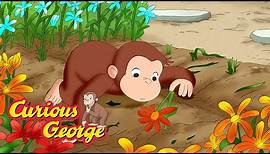 Curious George 🌷 George's Flowers 🌷 Kids Cartoon 🐵 Kids Movies 🐵 Videos for Kids