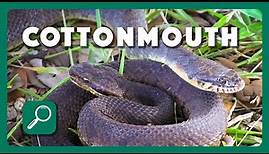 How to Identify a Cottonmouth