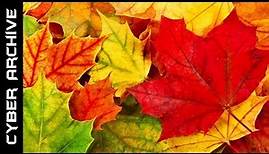 15 Interesting Facts About Autumn