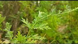 Artemisia annua - eine besondere Pflanze