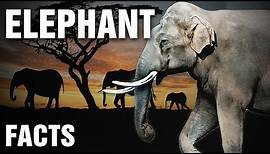 Everything You Need To Know About Elephants