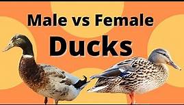 Male vs Female Ducks - How to tell the Difference!