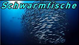 Winzige Fische für dein Aquarium 🐠 Schwarmfische 🐠 für Iwagumi - Zwergbärblinge - Boraras maculatus