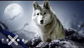 Die Rückkehr des Jägers | Wölfe