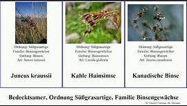 Bedecktsamer, Ordnung Süßgrasartige, Familie Binsengewächse hainsimse juncus angiosperms debilis