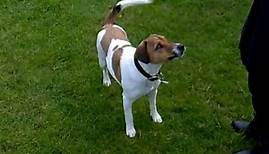 parson jack russell terrier - tricks