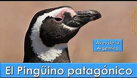 Pingüino patagónico, Magellanic Penguin, (Spheniscus magellanicus), Aves de la Argentina