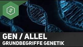 Gen / Allel - Unterschied - Grundbegriffe Genetik 2