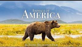 Animals of America 4K - Scenic Wildlife Film With Calming Music