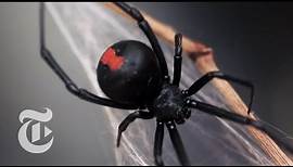 An Encounter With a Black Widow Spider | The New York Times