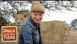 Wie die Löwen leben | Reportage für Kinder | Paula und die wilden Tiere