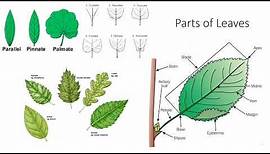 Plant Anatomy and Morphology