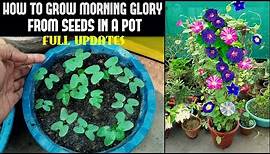 How To Grow Morning Glory From Seed (FULL INFORMATION)