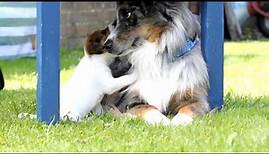Parson Russell Terrier Welpe "Foxnipper Anouk"