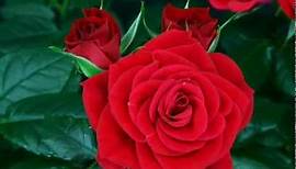 flower red rose blooming