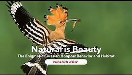 The Enigmatic Eurasian Hoopoe: Behavior and Habitat