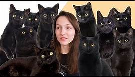 8 Facts You Didn't Know About Black Cats