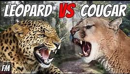 Leopard VS Cougar - Which is Stronger?